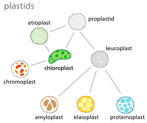 plastid types on chromoplasts page