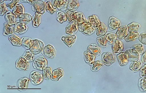 Tree Pollen Under Microscope