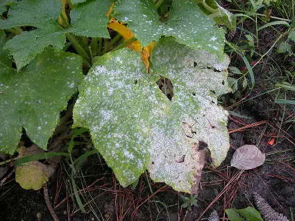 Bioencyclopedia.com - Powdery mildew, a Biotrophic Fungus