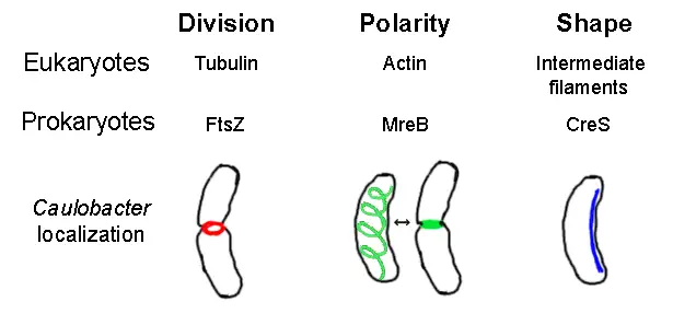 Illustration-Proteins in prokaryotic cytoskeleton.Based on-Gitai, Z.(2005).