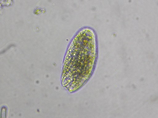 Protozoa Diversity Image, Image License