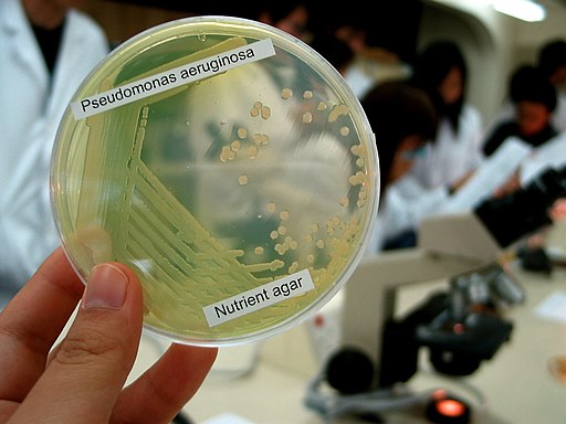 pseudomonas aeruginosa on macconkey agar