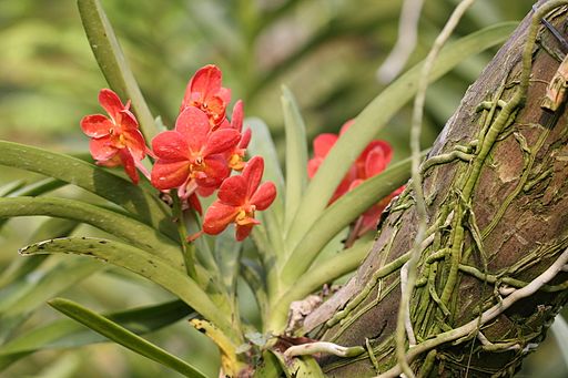 Epiphytic orchid in the National Orchid Garden, Singapore Botanic Gardens by Shiny Things., CC BY 2.0 <https://creativecommons.org/licenses/by/2.0>, via Wikimedia Commons