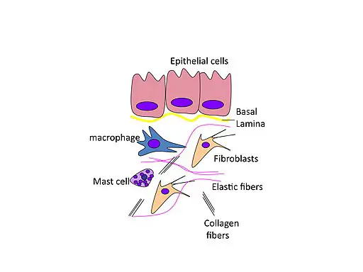 Resident Cells of Connective Tissue by Mfigueiredo, CC BY-SA 3.0 <https://creativecommons.org/licenses/by-sa/3.0>, via Wikimedia Commons