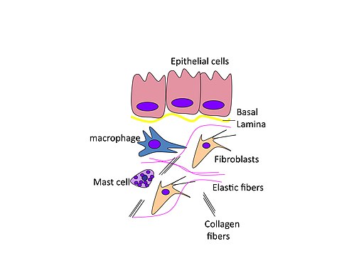 somatic cell diagram