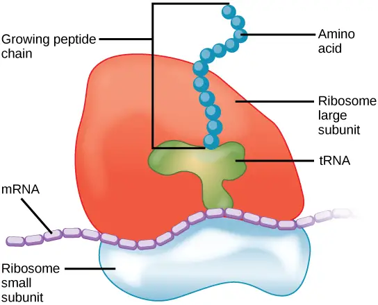 Image result for ribosome diagram a level