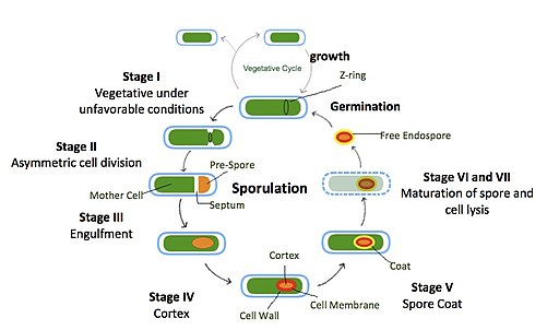 spore definition biology