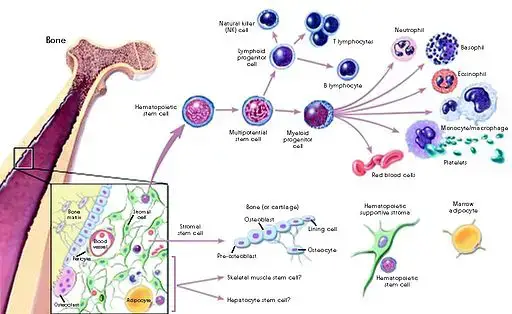 Stem Cell Differentiation by Public Domain, https://commons.wikimedia.org/w/index.php?curid=10705127