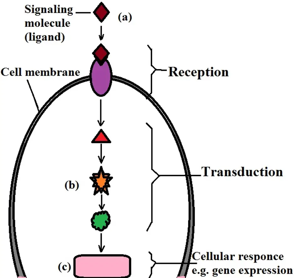 four-steps-of-cell-signaling-definition-pathways-and-technology