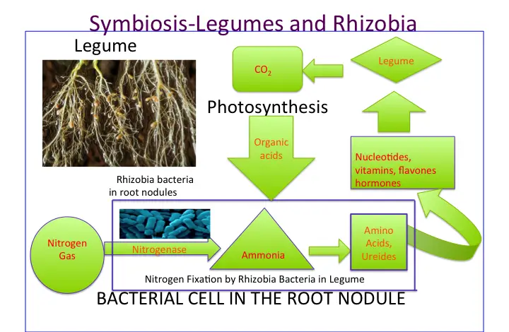 Symbiosis in Root Nodules by Joyline Chepkorir, CC BY-SA 4.0 <https://creativecommons.org/licenses/by-sa/4.0>, via Wikimedia Commons