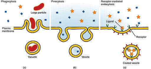 What Is Pinocytosis Examples Vs Phagocytosis Vs Endocytosis