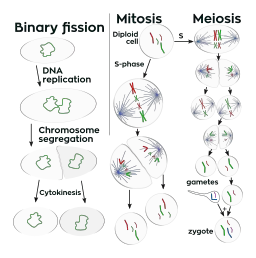Binary fission vs Mitosis, domdomegg [CC BY-SA 4.0 (https://creativecommons.org/licenses/by-sa/4.0)]