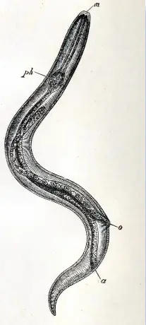 Turbellaria Flatworm - by British Museum [Public domain], via Wikimedia Commons