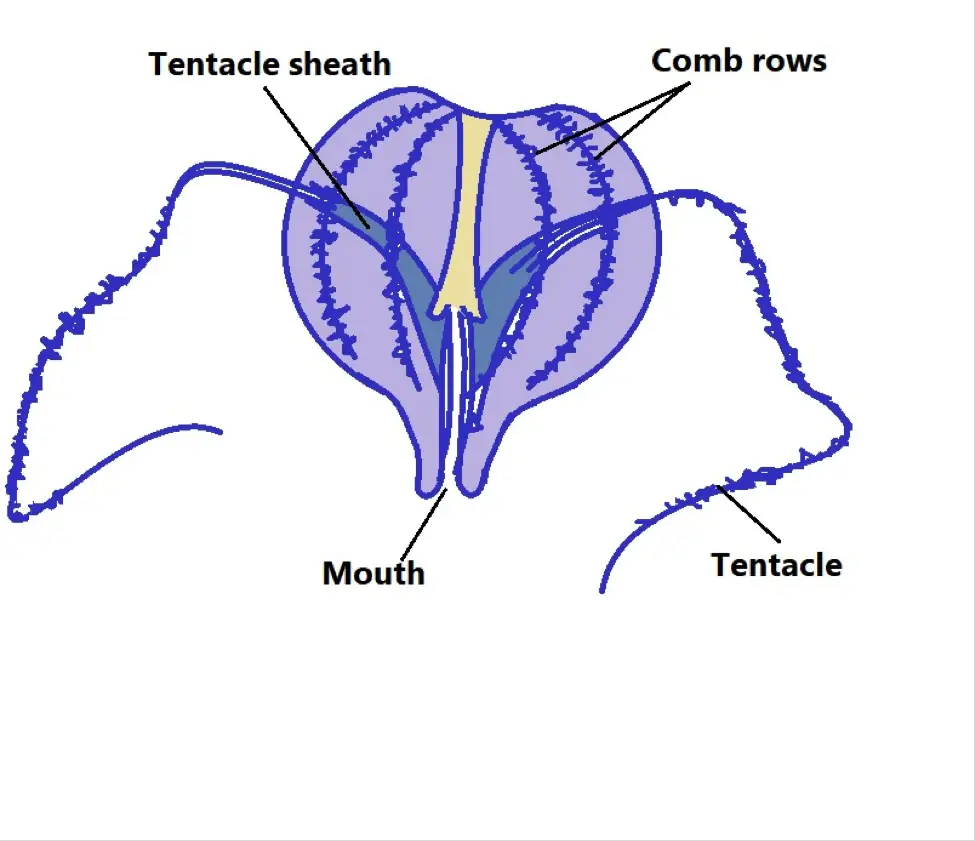 Diagrammatic representation of a Ctenophore. Credit: MicroscopeMaster.com