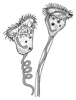 Vorticella_springlikestalk.png