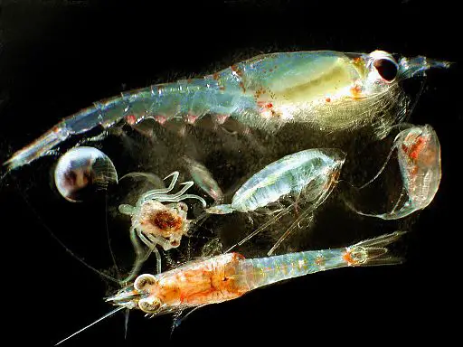 Zooplankton by Matt Wilson/Jay Clark, NOAA NMFS AFSC. [Public domain], via Wikimedia Commons