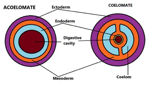 Acoelomate and Coelomate Diagram. Credit: MicroscopeMaster.com