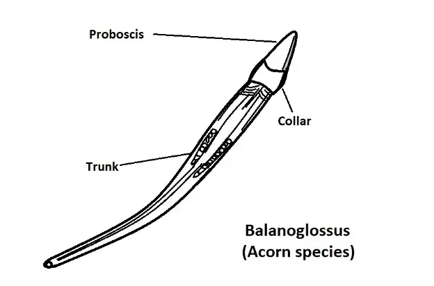 Anatomy phylum Hemichordata. Credit: MicroscopeMaster.com