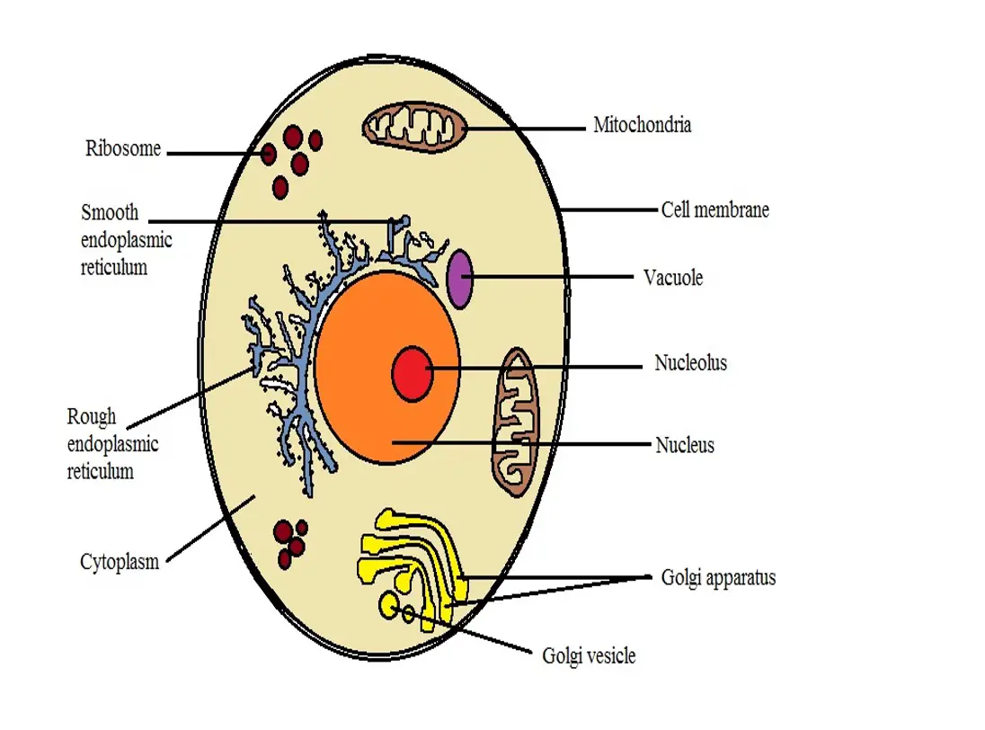 cell wall animal cell