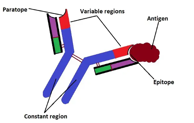 Diagrammatic representation of antibody and antigen interaction. Credit: MicroscopeMaster.com