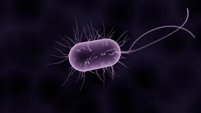 Bacteria: Image by Raman Oza from Pixabay