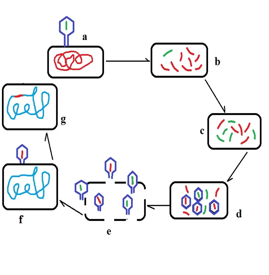 Generalized bacterial transduction diagram, credit: MicroscopeMaster.com