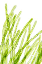 algae under brightfield microscopy illumination