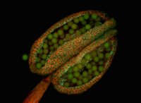 Anther of Thale Cress under confocal laser scanning microscope