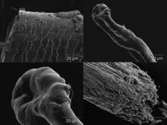 hair strand under electron microscope