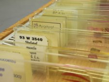 preparing microscope slides