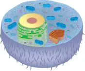 illustration of an animal cell