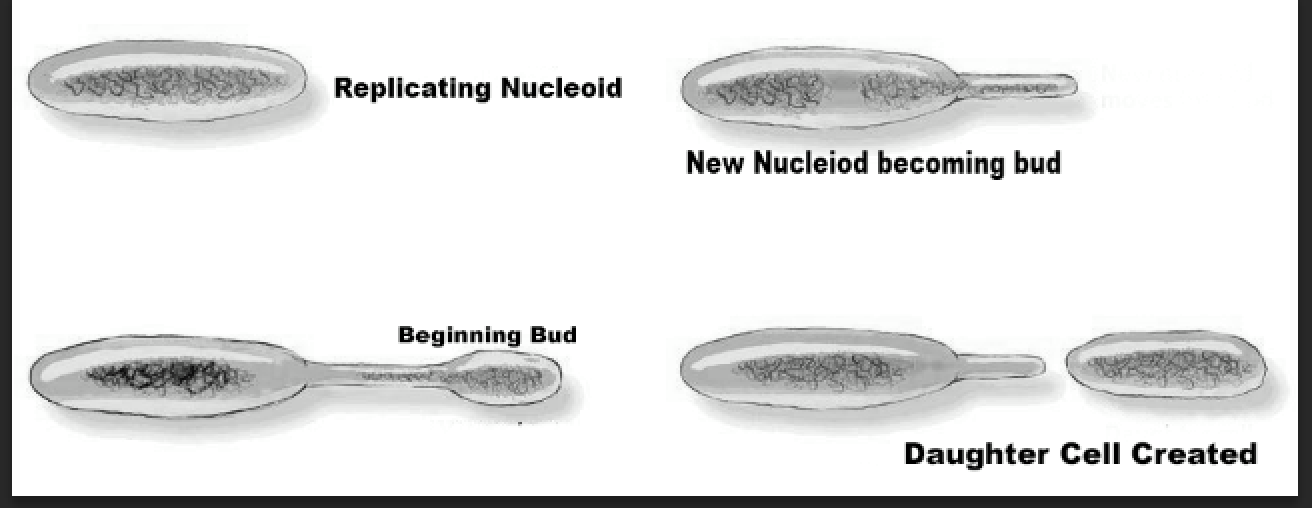 Bacteria budding illustration