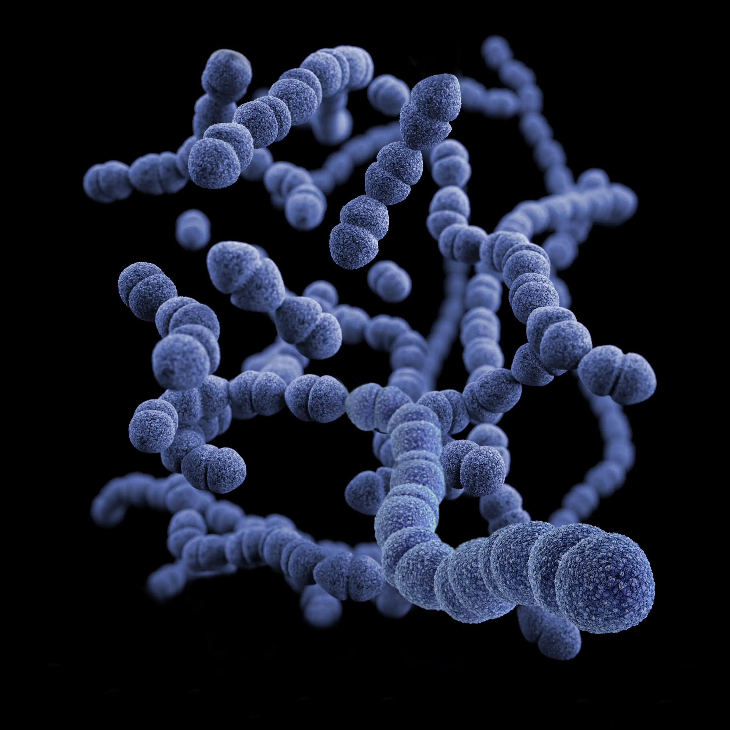 Bacteria Photo by CDC on Unsplash