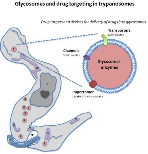 Target for glycosome in trypanosoma brucei by channels by Gualdron-Lopez,M,Vapola MH,Miinalainen IJ,Hitunen JK, Michels PA, Antonenkov VD [CC BYSA3.0(https://creativecommons.org/licenses/by-sa/3.0)]