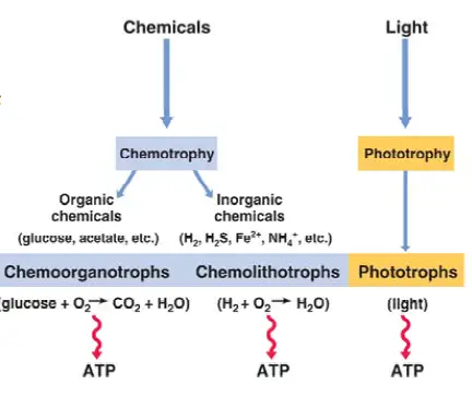 Chemoorganotrophs process. Attribution-ShareAlike (CC BY-SA 2.0).