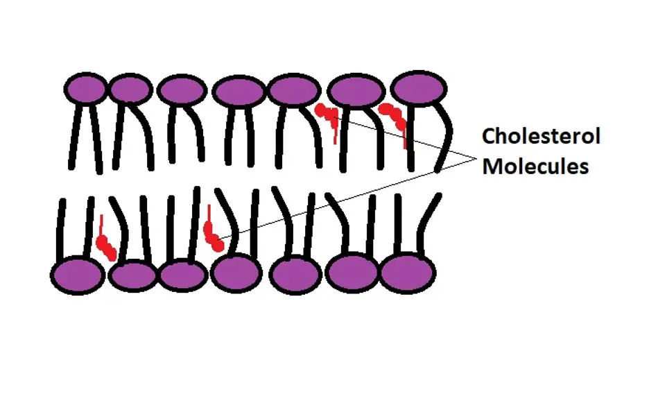A diagrammatic representation of cholesterol molecules within a section of the cell membrane. Credit: MicroscopeMaster.com