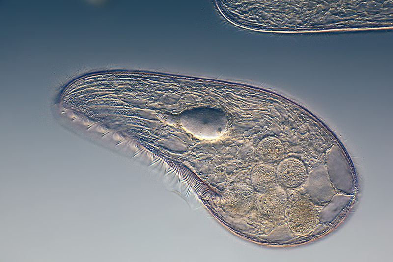 Unicellular Organisms - Discussing Bacteria, Protozoa, Fungi, Algae and  Archaea