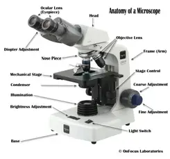 Parts Of A Compound Microscope With Labeled Diagram And Functions