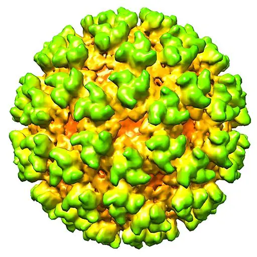 Cryo-electron microscopy reconstruction of Semliki Forest virus at 9A resolution. From EMD-1015 by A2-33 / CC BY-SA (https://creativecommons.org/licenses/by-sa/3.0)