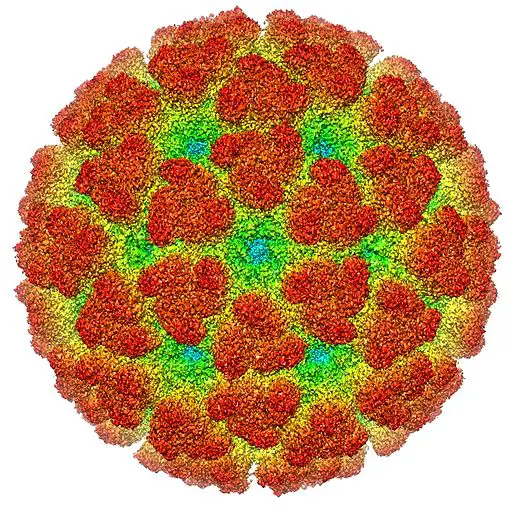 Cryo-Electron microscopy reconstruction of Chikungunya virus By A2-33 (Own work) [CC BY-SA 3.0 (https://creativecommons.org/licenses/by-sa/3.0)], via Wikimedia Commons