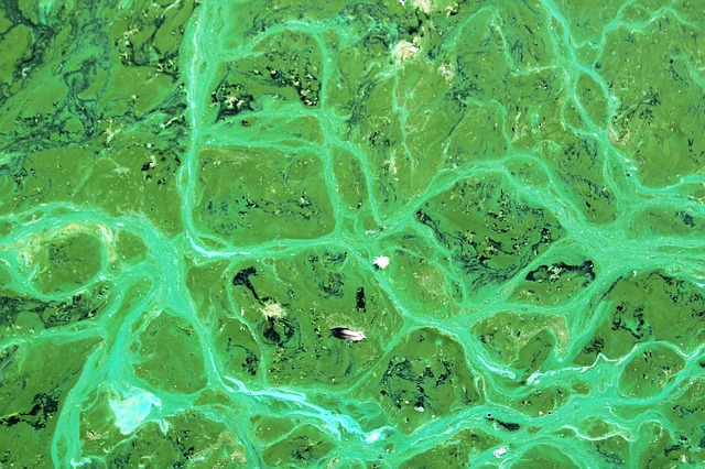 Cyanobacteria; Cyanophyta Algae