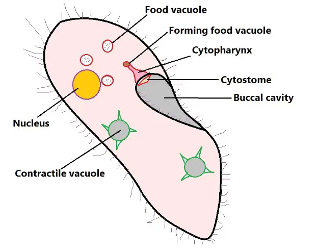 Cytostome–Cytopharynx complex. Credit: MicroscopeMaster.com