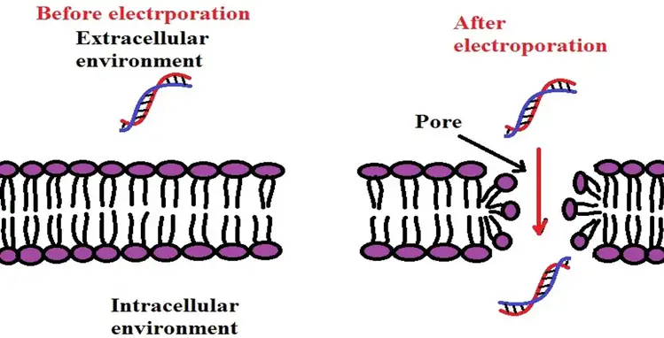 the impact of electroporation on the cell membrane