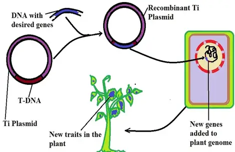 vector-mediated gene transfer