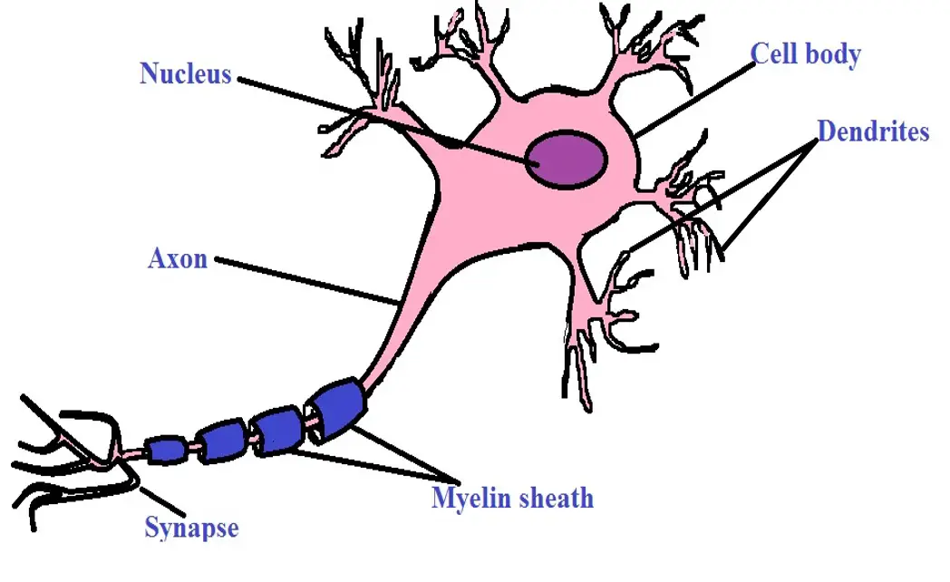 Diagrammatic Representation of a Neuron.  Credit: MicroscopeMaster.com