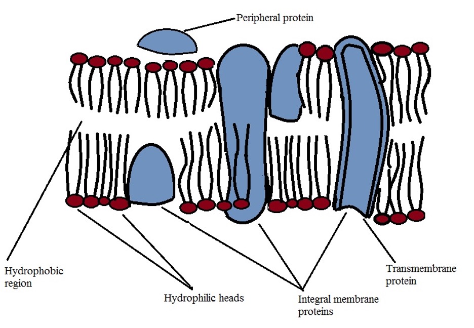 Diagrammatic representation of a cell membrane - Section of a cell membrane. Credit: MicroscopeMaster.com