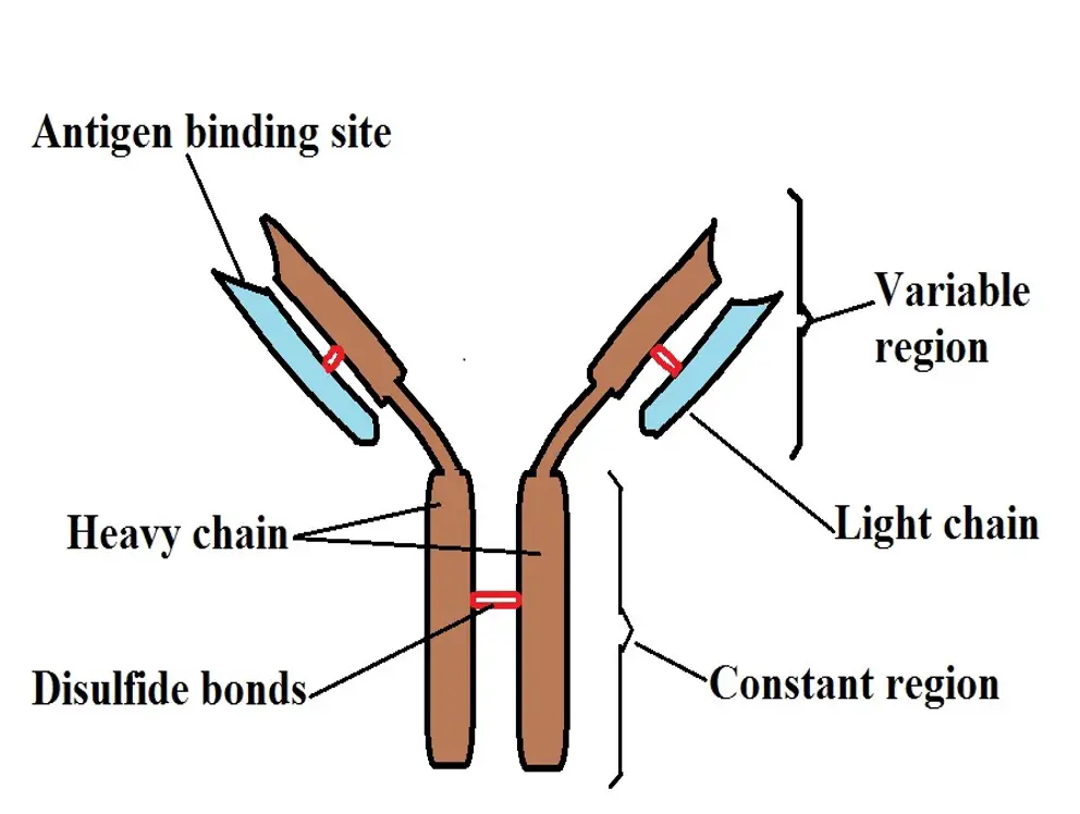 Diagrammatic representation of Antibody. Credit: MicroscopeMaster.com