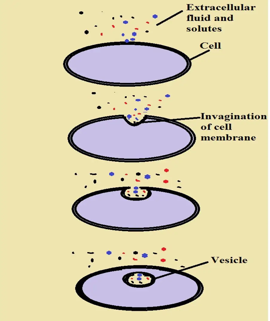 Diagrammatic representation of pinocytosis. Credit: MicroscopeMaster.com