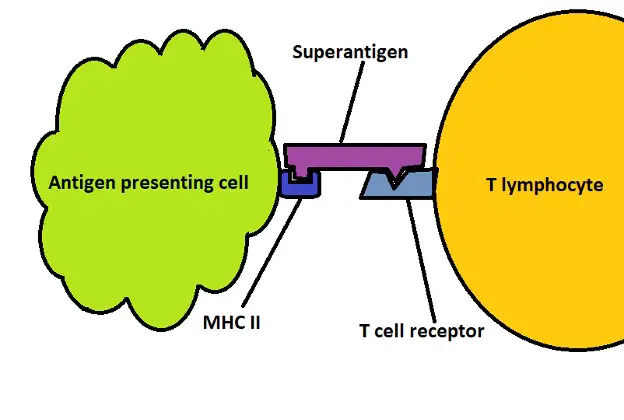 Diagrammatic representation of superantigen binding. Credit: MicroscopeMaster.com