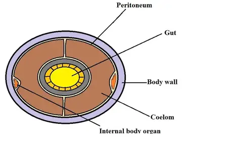 Diagram model of a mollusk showing location of the coelom. 